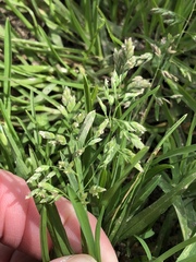 Poa annua