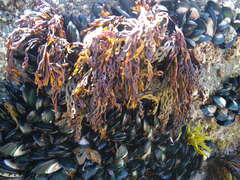 Xiphophora chondrophylla