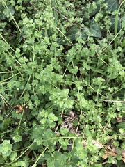 Veronica hederifolia