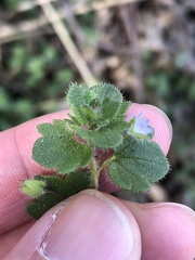 Veronica hederifolia