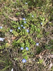 Veronica persica