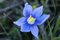 Nemastylis geminiflora