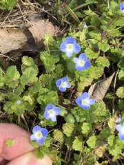 Veronica persica