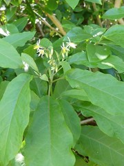 Solanum donianum