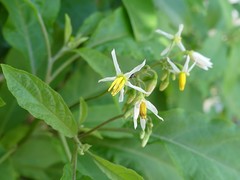 Solanum donianum