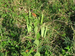 Asclepias curassavica