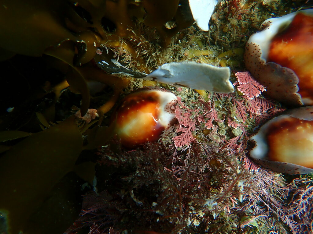 Chestnut Cowry from Mission Beach, San Diego, CA 92109, USA on ...
