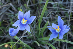 Nemastylis geminiflora