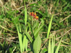 Asclepias curassavica