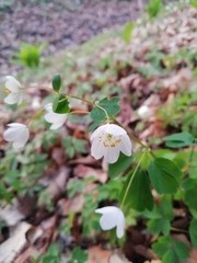 Isopyrum thalictroides