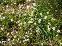 Matricaria chamomilla