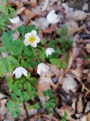 Isopyrum thalictroides