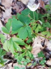 Isopyrum thalictroides