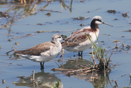 Wilson's Phalarope
