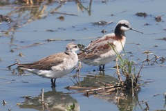 Wilson's Phalarope photo 5