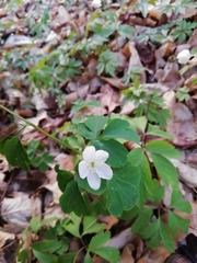 Isopyrum thalictroides