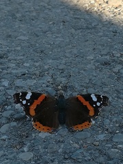 Vanessa atalanta