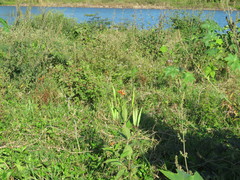 Asclepias curassavica
