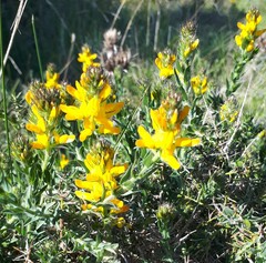 Genista tournefortii