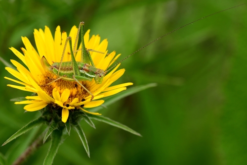 Striped Bush-cricket