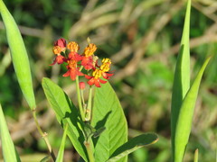Asclepias curassavica