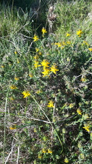 Genista tournefortii