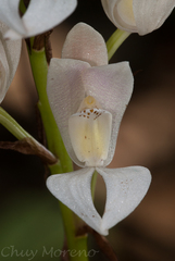 Govenia liliacea