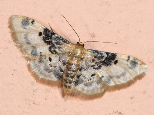 Idaea filicata, photo 3 of 10
