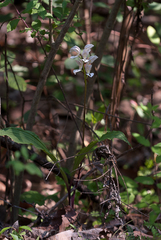 Govenia liliacea