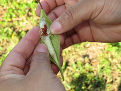 Asclepias curassavica