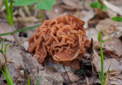 Gyromitra fastigiata