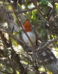 Erithacus rubecula superbus