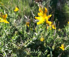 Genista tournefortii