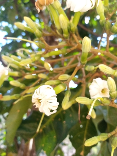 forest fever tree