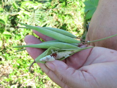Asclepias curassavica