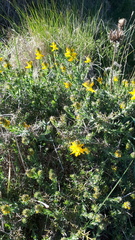 Genista tournefortii