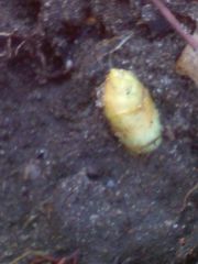 Podophyllum peltatum