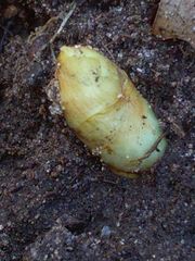 Podophyllum peltatum