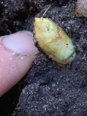 Podophyllum peltatum