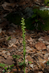 Platanthera brevifolia