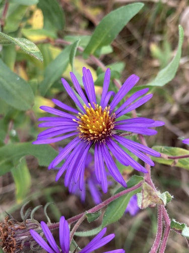 Symphyotrichum novae-angliae