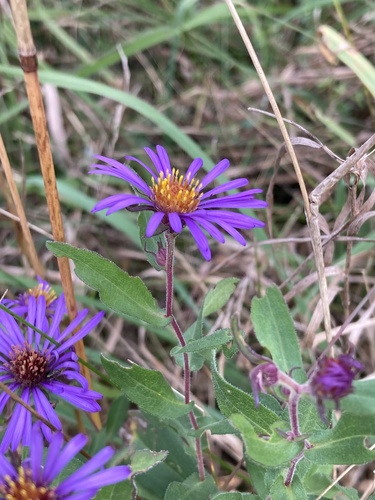Symphyotrichum novae-angliae