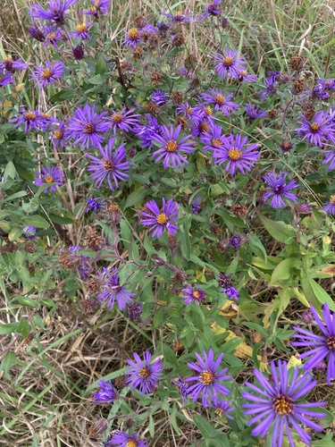 Symphyotrichum novae-angliae