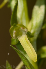 Platanthera brevifolia