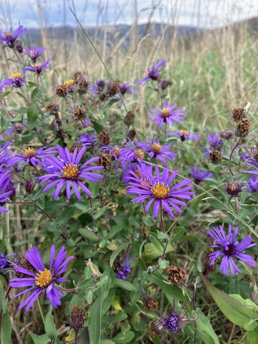 Symphyotrichum novae-angliae
