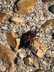 Lygaeus kalmii angustomarginatus