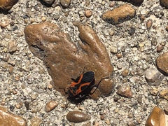 Lygaeus kalmii angustomarginatus