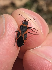 Lygaeus kalmii angustomarginatus