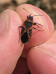 Lygaeus kalmii angustomarginatus