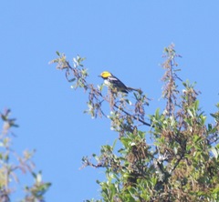 Setophaga chrysoparia